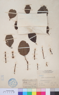 Specimen thumbnail